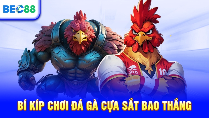 Bí kíp chơi đá gà cựa sắt bao thắng