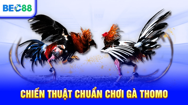 Chiến thuật chuẩn chơi gà Thomo