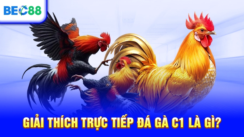 Giải thích trực tiếp đá gà C1 là gì?
