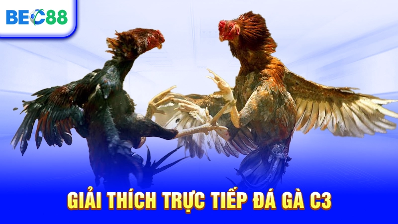 Giải thích trực tiếp đá gà C3