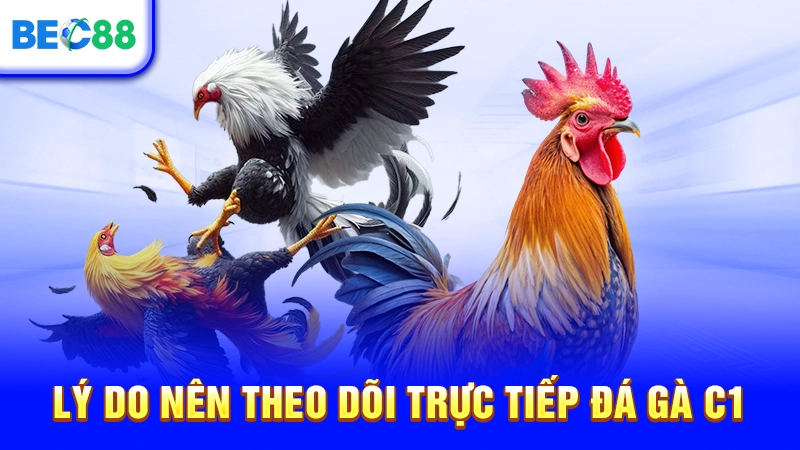 Lý do nên theo dõi trực tiếp đá gà C1